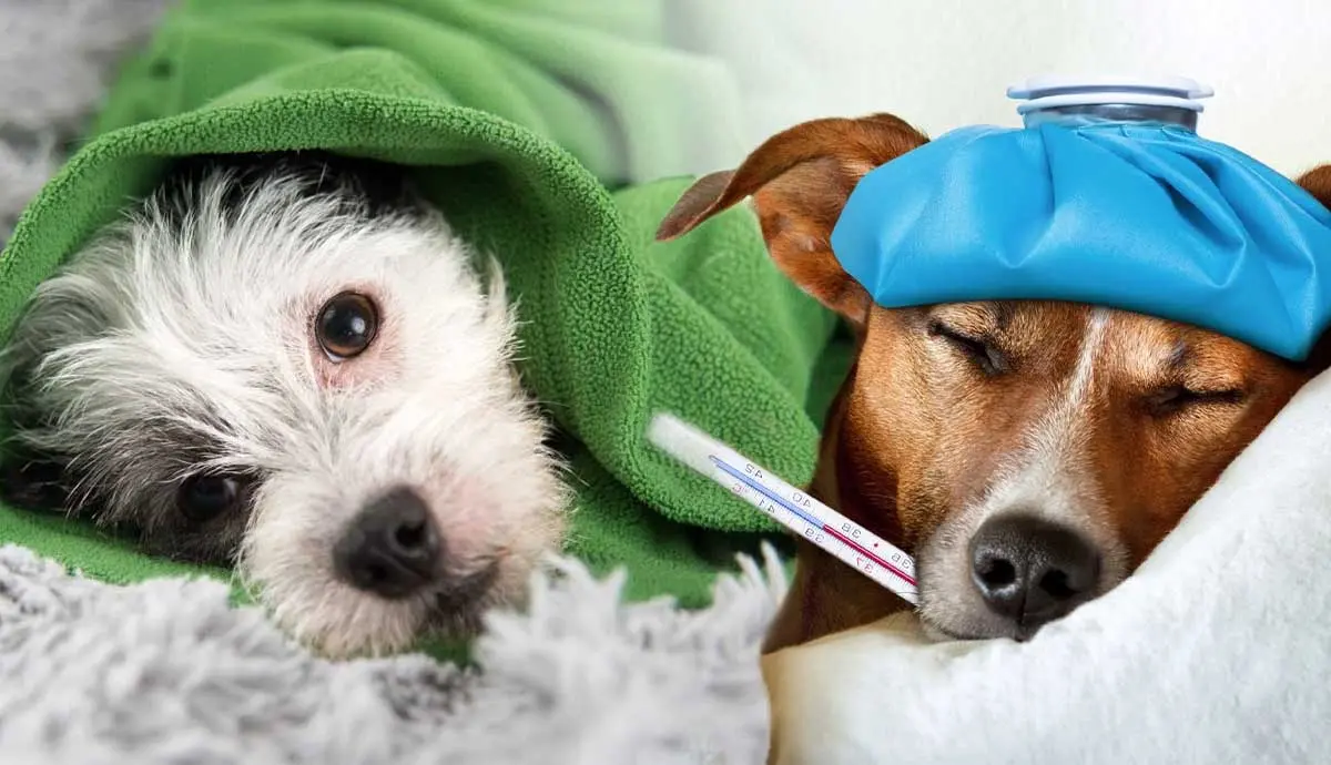 colds in dogs symptoms1200x690 1